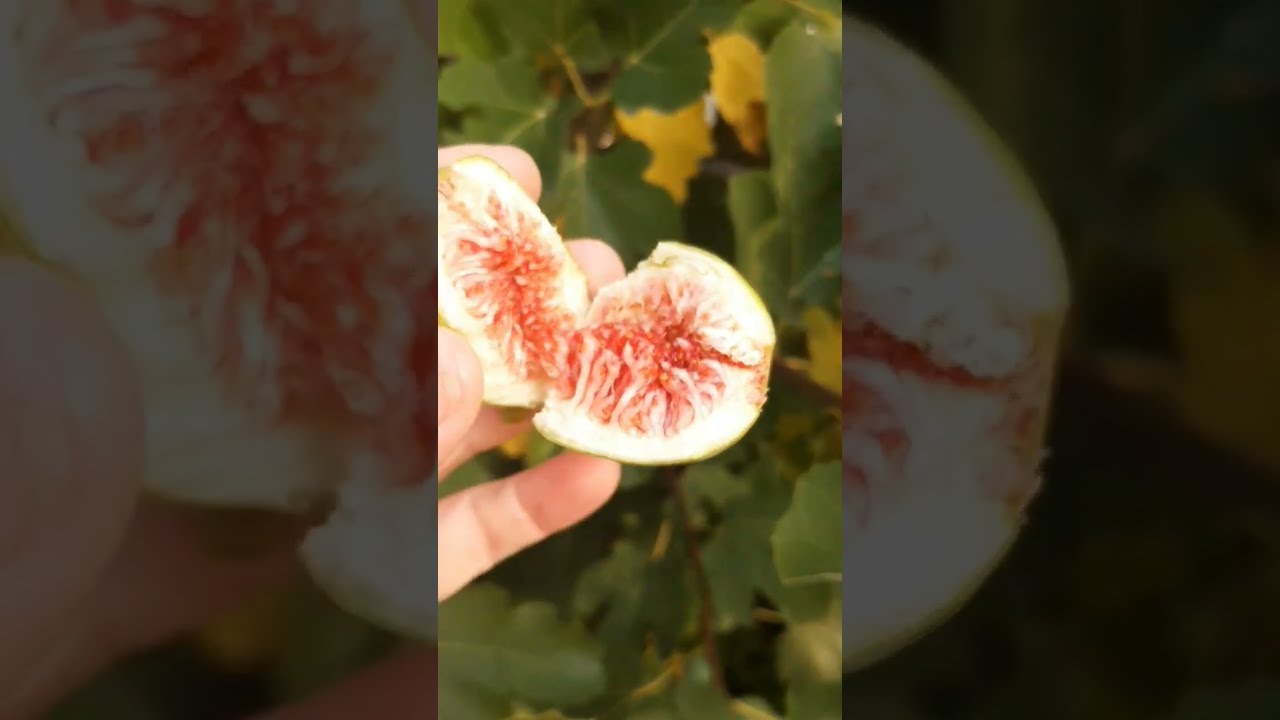 Figowiec pospolity kto lubi świeże figi ? #nature #garden #figi #feigen ...