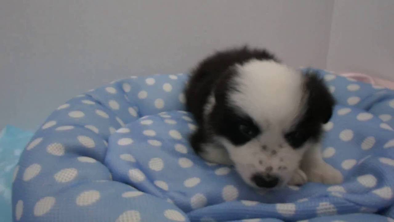 296762 ボーダーコリー