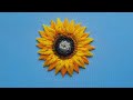 Sunflower 3d hand embroidery double petals floral stitches
