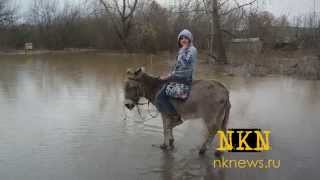 Девушка верхом на осле попыталась форсировать реку в Новокузнецке
