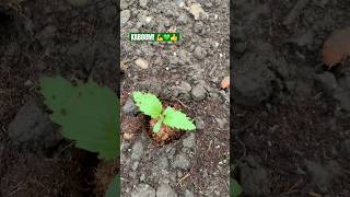 Next in with the nematodes (biological slug killer) 💪💚👍
