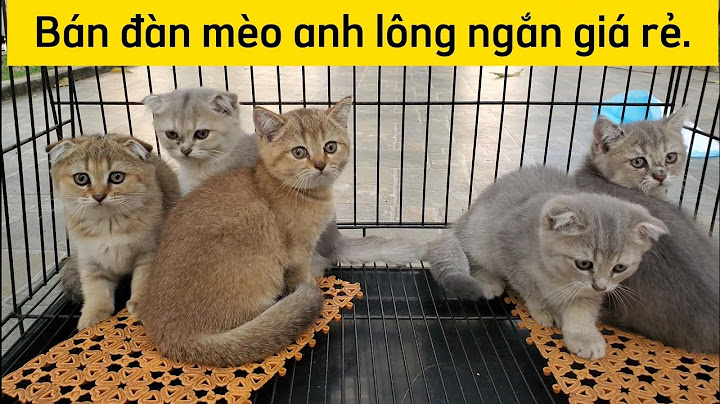 Mèo lông ngắn anh giá bao nhiêu