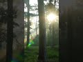 Bosque verde para meditar y calmar la mente