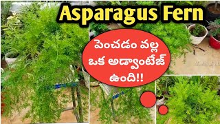 Asparagus fern పెంచటం ఎలా|How to Grow and care for Asparagus Fern plant in Telugu