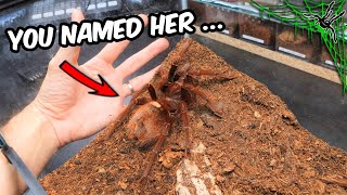 FATTEST TARANTULA Name Reveal...and other stuff...