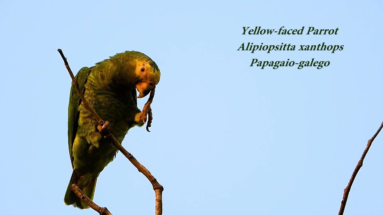 Yellow-faced Parrot bothered by the cameraman, Alipiopsitta xanthops