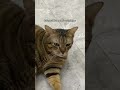 si gentong emang harus perawatan pake produk yang bagus #fyp #kucing #catlover