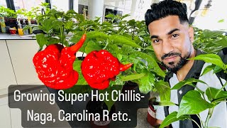 Growing Super Hot Chilli Plants 2023 | Growing more than 10 varieties of super hot plants