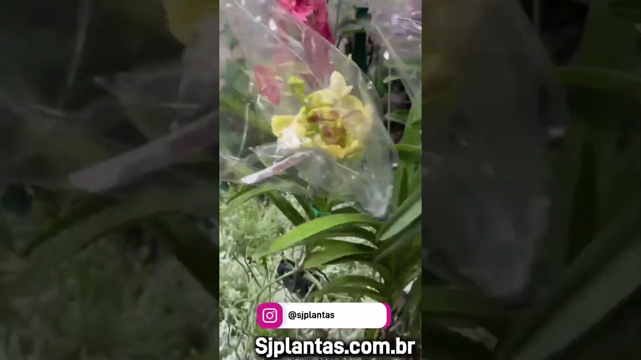 As mais vendida da Feira