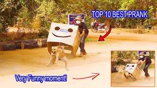 [TOP 10 BEST PRANK] Super Huge Box vs Prank Sleeping Dog - Very Funny moment ! how to stop Laugh?