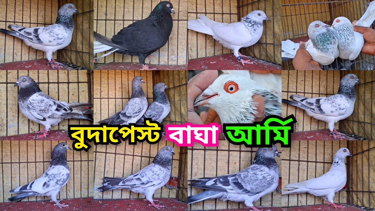 বুদাপেস্ট, আর্মি,জিরাগলা,কালোগলা,সিলভার,বাঘা,বেগুনিগলা, হাইফ্লাইয়ার ও পাল্লা করা কবুতর কিনুন । 