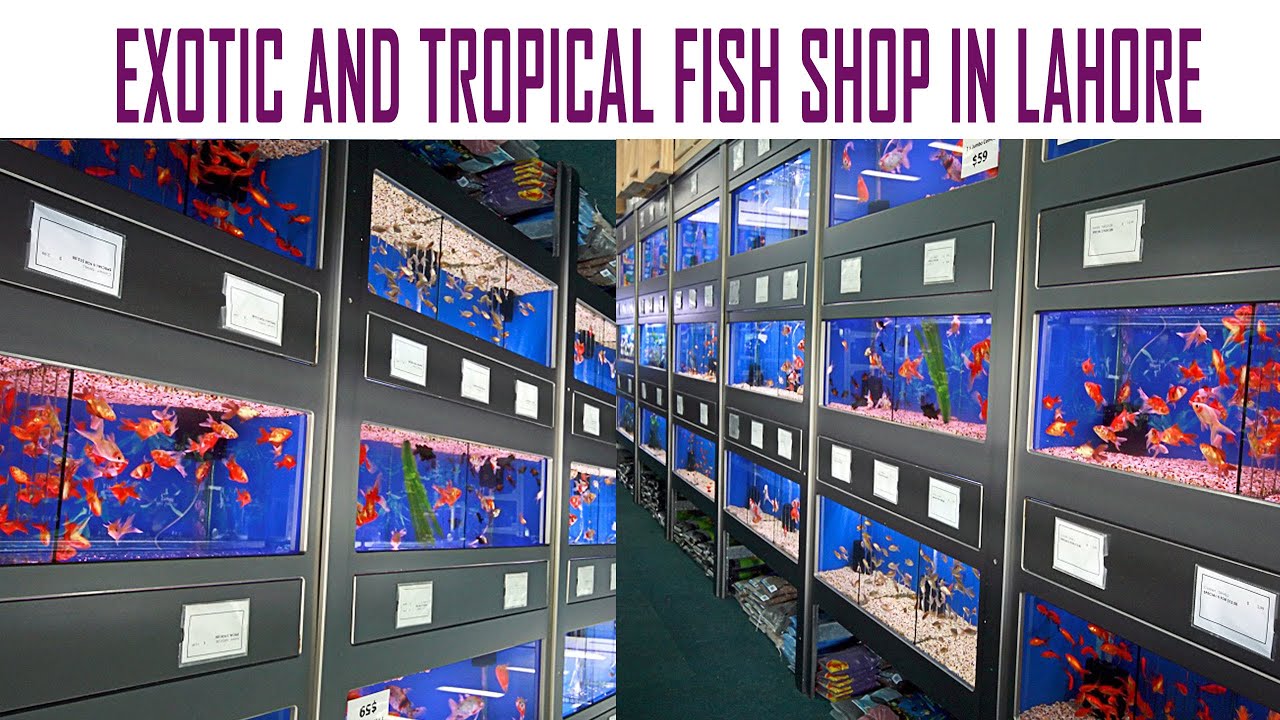A visit to OCEAN PACIFIC aquarium shop,Samanabad Lahore.A variety of