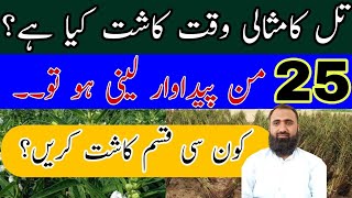 What is ideal sowing time for sesame || Which is the best variety of Til ||Bilal Kanju Official