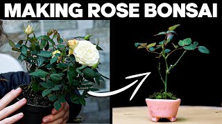 How to Make Bonsai from a Rose Bush 🌱🌹 Mame Bonsai