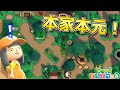 【島訪問】昔のどうぶつの森っぽいマイデザインの本家本元「マコイ島」にお邪魔しました【あつ森】