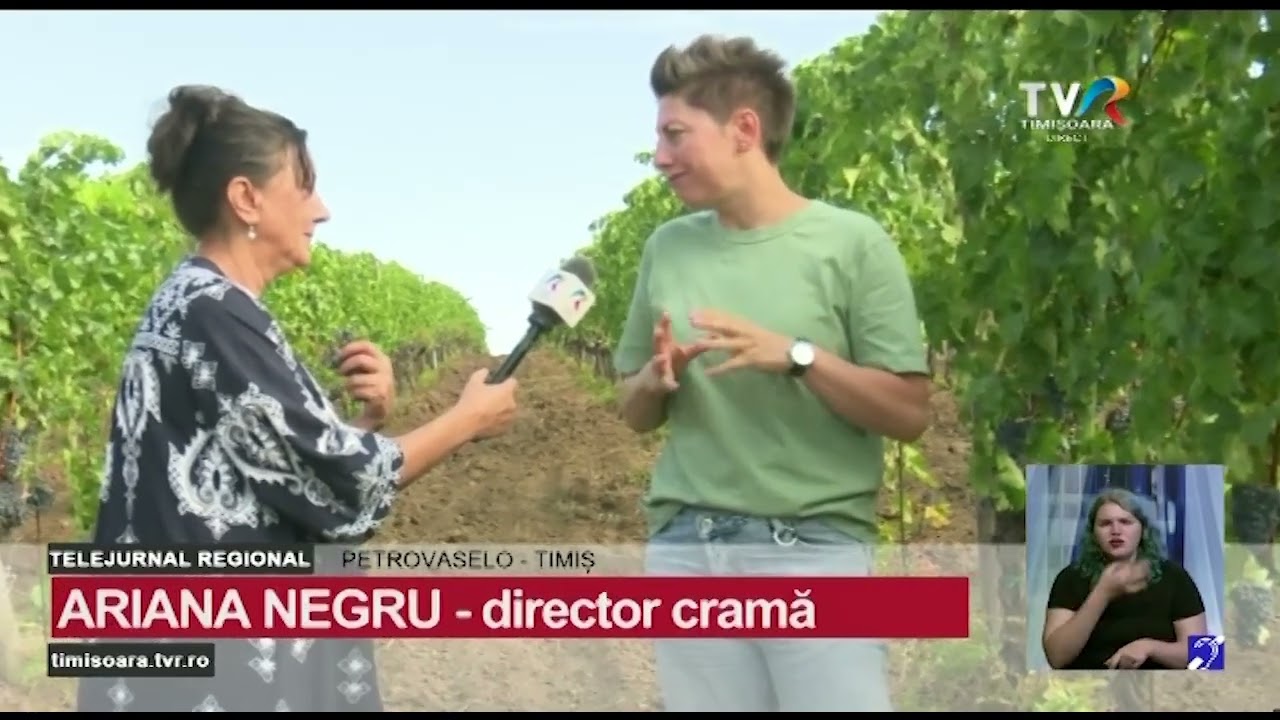 Căldura a grăbit coacerea și a crescut conținutul de zahăr în struguri #StiriRegionale