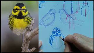 60-Second Bird Sketching with John Muir Laws