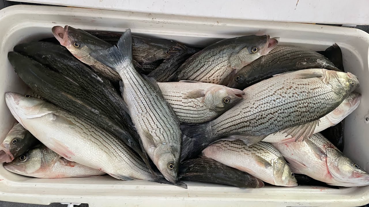 Smashing Hybrid Striped Bass using Garmin Livescope