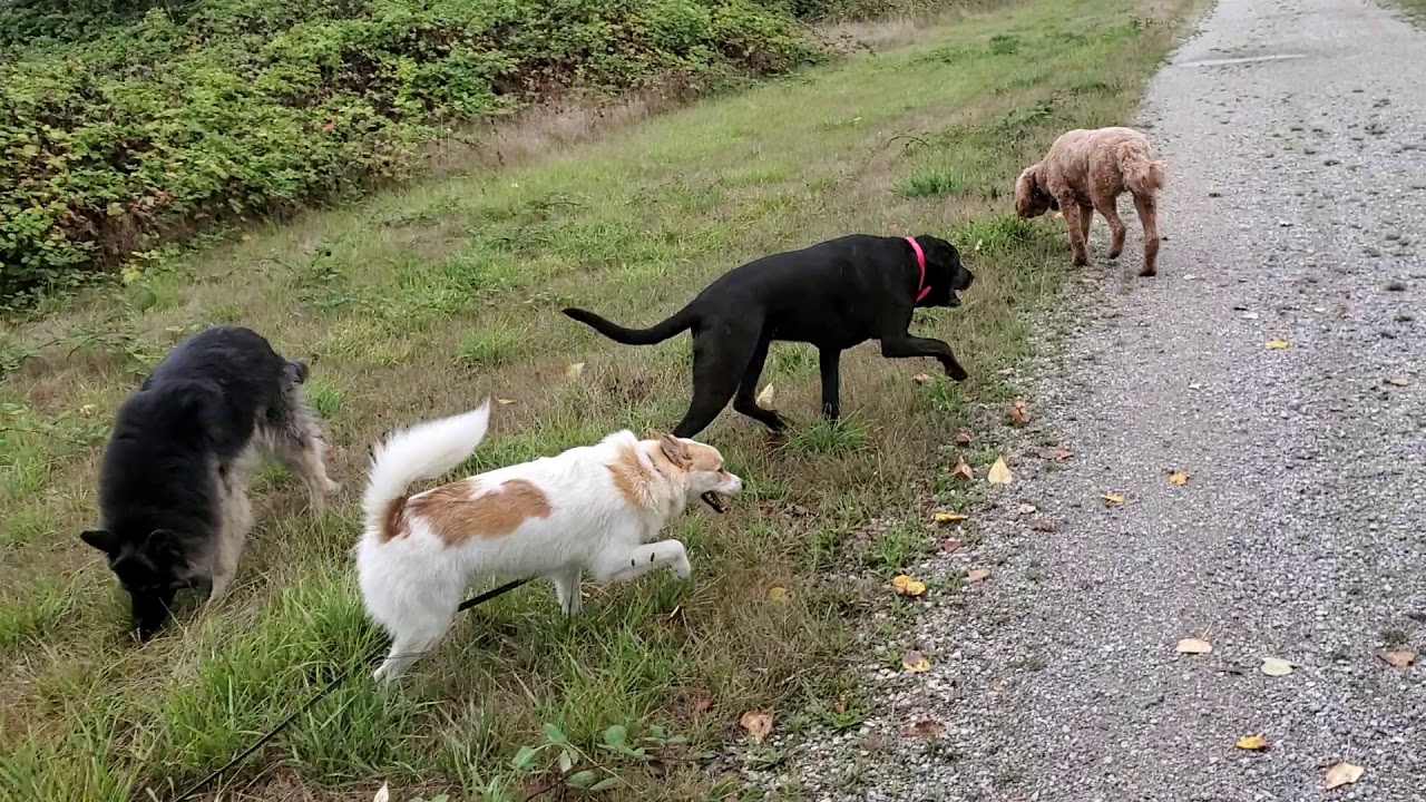 Woofer Walk/Fri.Morn. YouTube