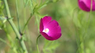 Tall Winecup flowers sway in the wind