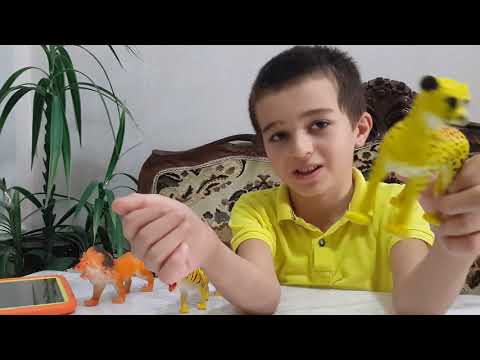 Video: Ussuri Pələngi Necə Görünür?