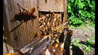 Dev Eşek Arıları Kovanı Darmaduman Etti