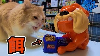 猫の餌を番犬ガオガオが占拠...　PDS