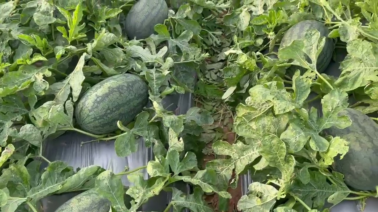 Hạt giống dưa hấu lai F1 