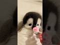 #cute #adorably #animals #penguin #adorable #癒し #babyanimals #ペンギン