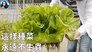 Secrets of growing vegetables WITHOUT soil 新思路不買土種菜, 無蟲害, 效果太好了! 5個爆筐小技巧