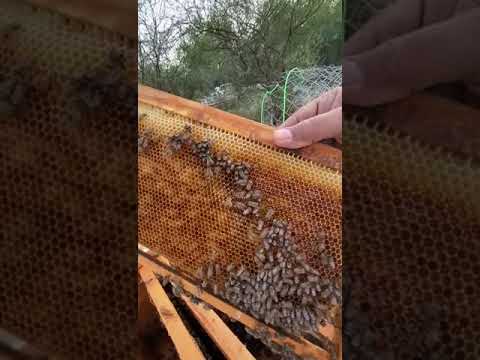 مشاهدت النحل بالاطار على شكل قوس للأستاذ أبو حمود بن ديشان