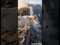 "Mountain Goat on IMPOSSIBLE Cliffs — Rare Wildlife Footage You Won't Believe Is Real |#shortsfeed