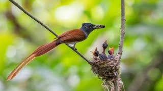 Sarang burung surga yang indah di alam liar