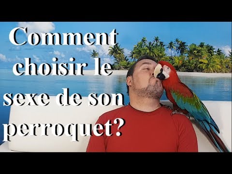 Vidéo: Comment Reconnaître Le Sexe D'un Perroquet