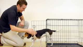 Prevue Home On-The-Go Dog Crate Assembly Prevue Pet Products Home On-The-Go Dog Crates are easy to assemble - no tools required. Watch and see just how easy it is!