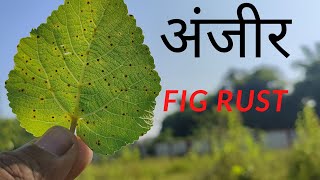 Fig Rust : Cerotelium fici || Identification and Management ||
