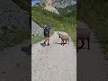 Ref:D_7Lif7X3Fs Pas touche, humain ! le bouquetin a parl� #bouquetin #montagne #animaux #rando #nature #momentdr�le
