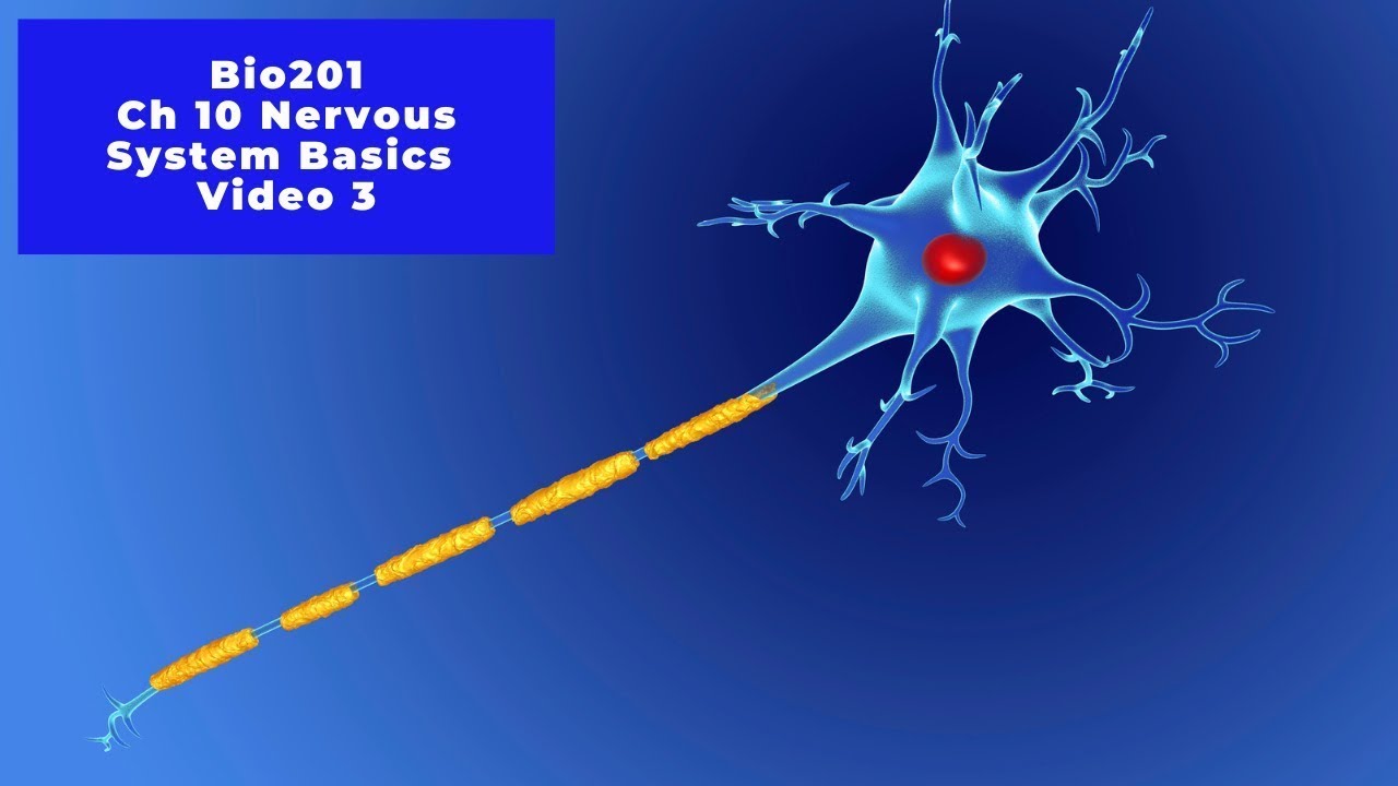 Bio 201 Ch 10 part 3 - Nervous System Basics