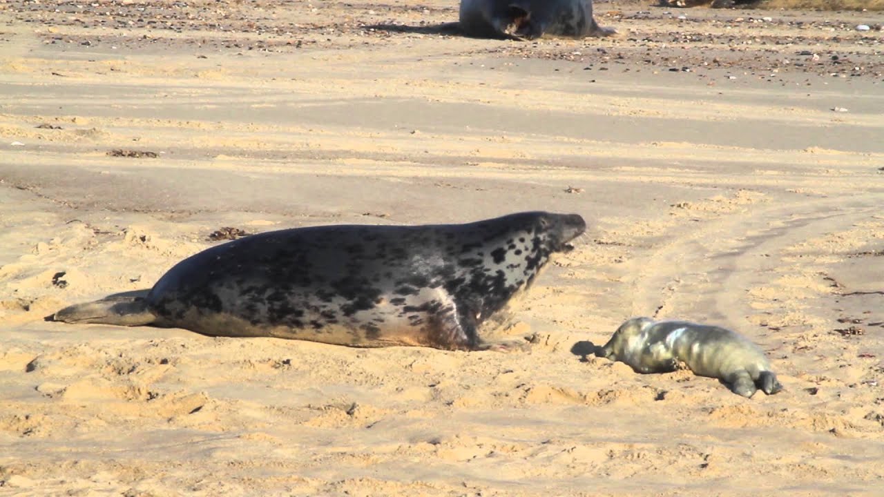 Grey Seals of Horsey Beach Norfolk YouTube