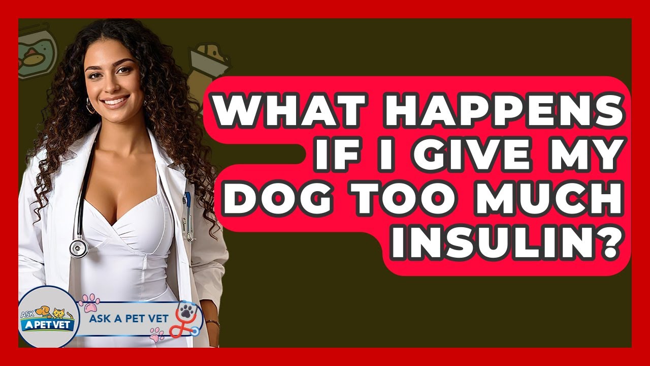 What Happens If I Give My Dog Too Much Insulin? - Ask A Pet Vet