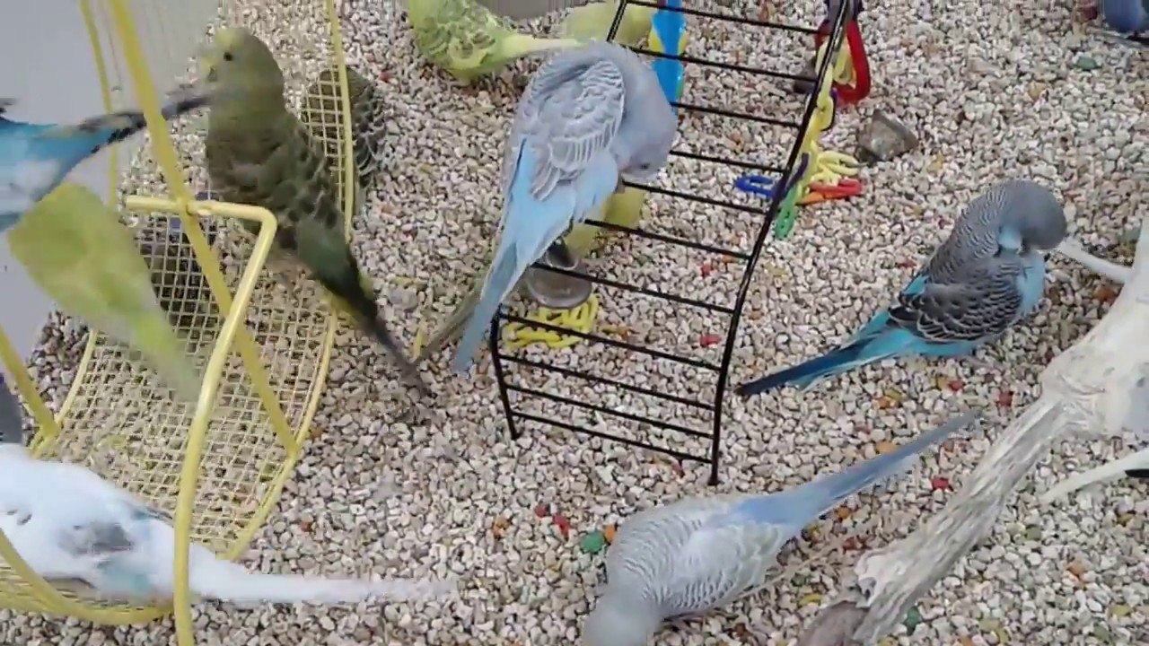 Parakeets at a Pet Shop YouTube