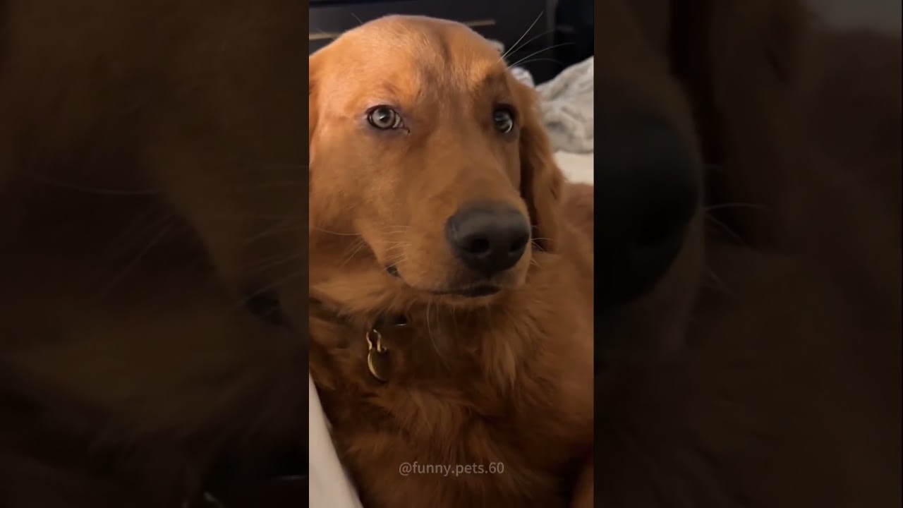 When your dog understands English but pretends not to hear you  