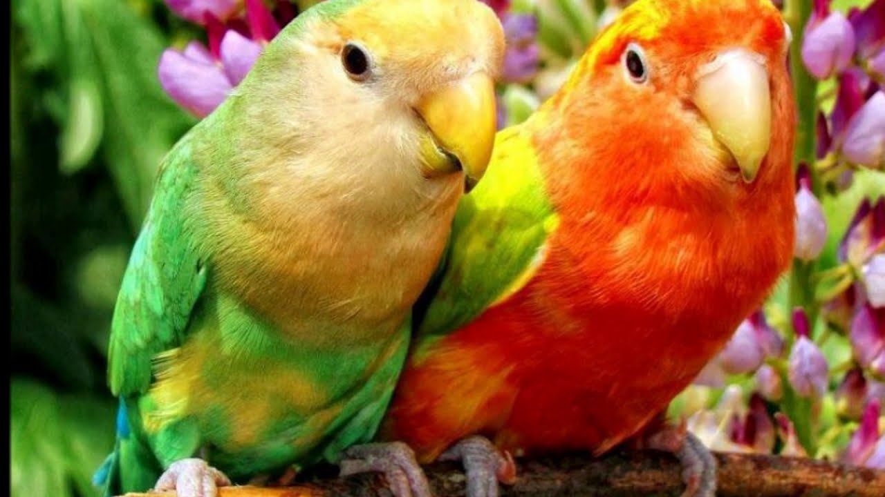 Animais Do Bioma Amazonia DE31 Ivango
