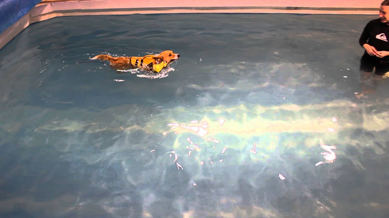Dog Aqua Aerobics YouTube