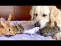 Funny Golden Retriever Loves His Cute Animal Friends