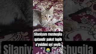 Paketchi Simba #cat #cats #kitten #simba#love #happy #angry#asmr #shorts #shortsvideo
