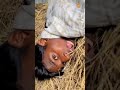 Naradrusti #comedy #funny #trending