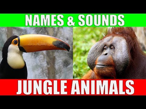 JUNGLE ANIMALS for KIDS - Educational video 