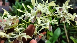 Live Anggrek keriting berbunga🤩koleksi wa: 085648088911