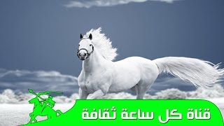 خيول - معلومات عن اجمل فرس في العالم - معلومة اجمل الخيول العربية